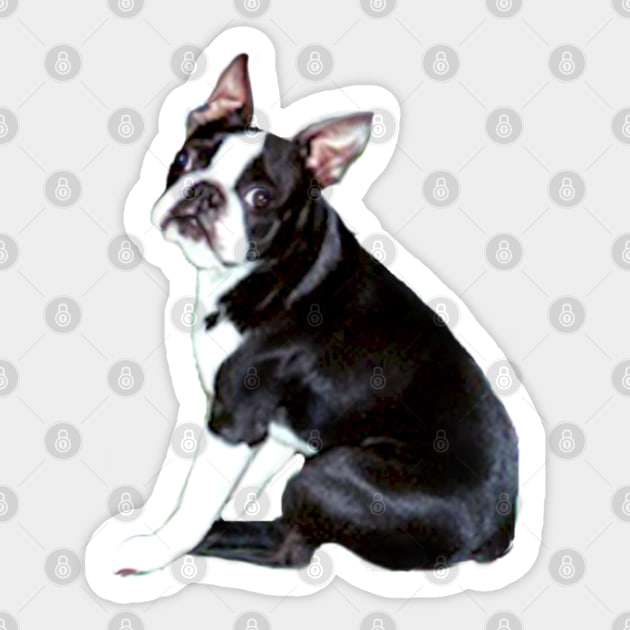 A Boston Terrier - Just the Dog Sticker by Dogs Galore and More